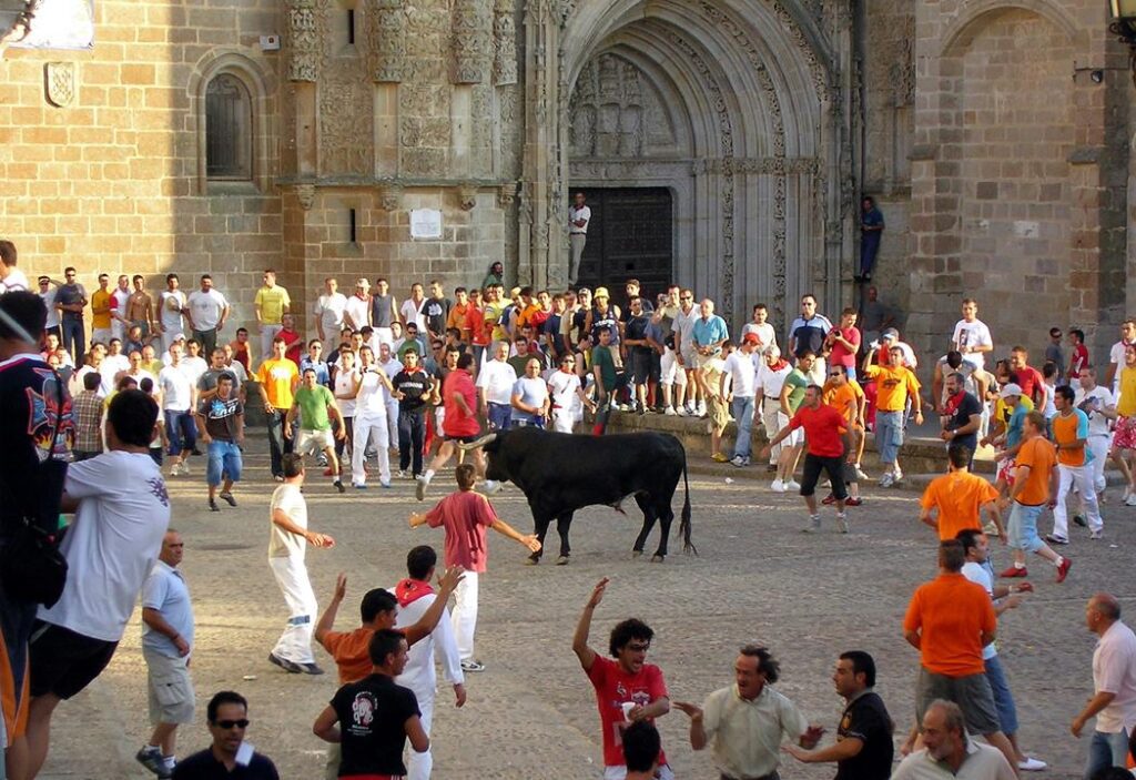 Coria y San Juan con toros, tradición taurina urbana con normas centenarias