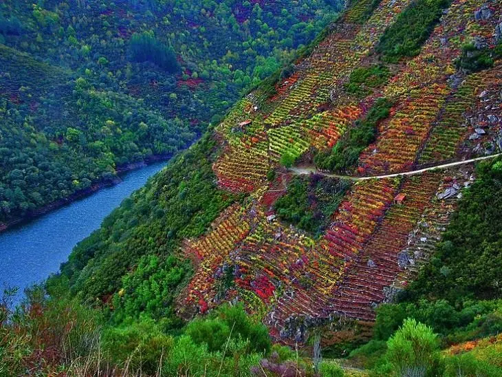 Ribeira Sacra y la vendimia heroica, un trabajo extremo convertido en celebración