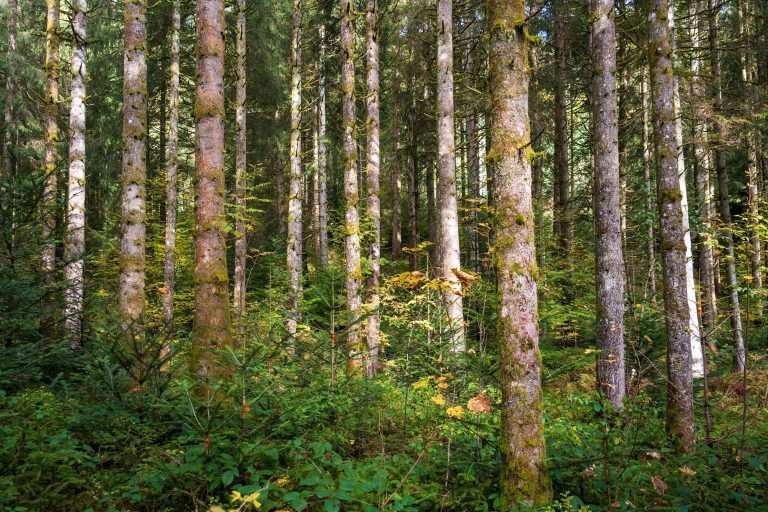 Bosque de Black Forest Menor