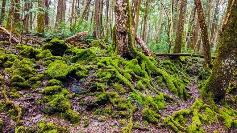 Bosque de Aokigahara Interior