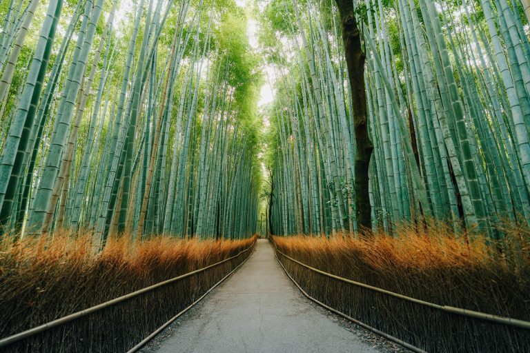 Bosque de Bambú de Arashiyama