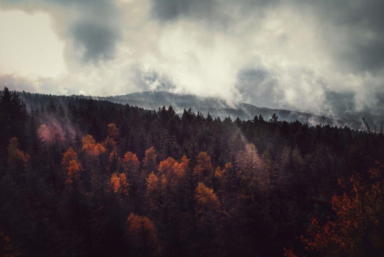 Bosque de Baviera