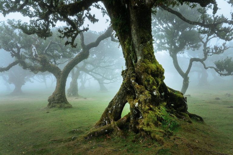 Bosque de Fanal