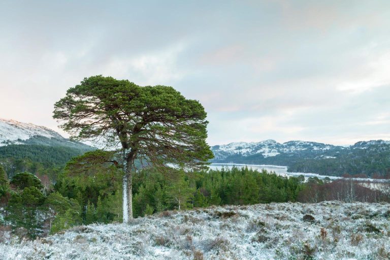 Bosque de Glen Affric
