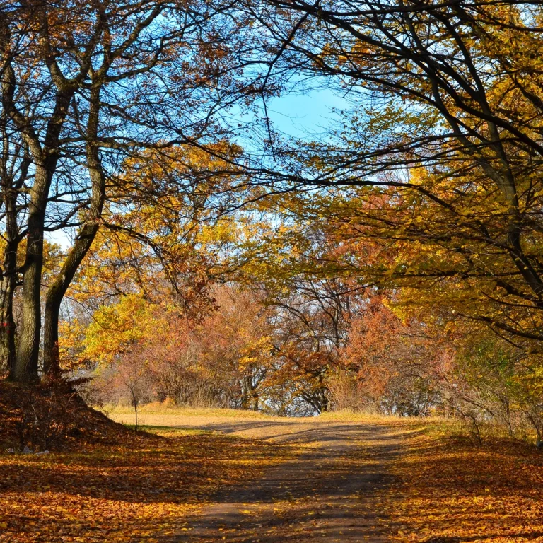 Bosque de Hoia Baciu