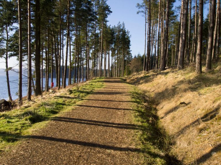 Bosque de Kielder