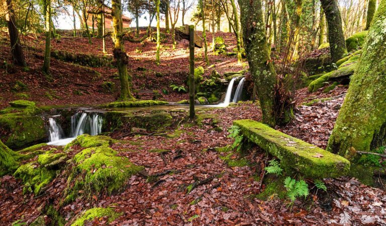 Bosque de Monte Aloia