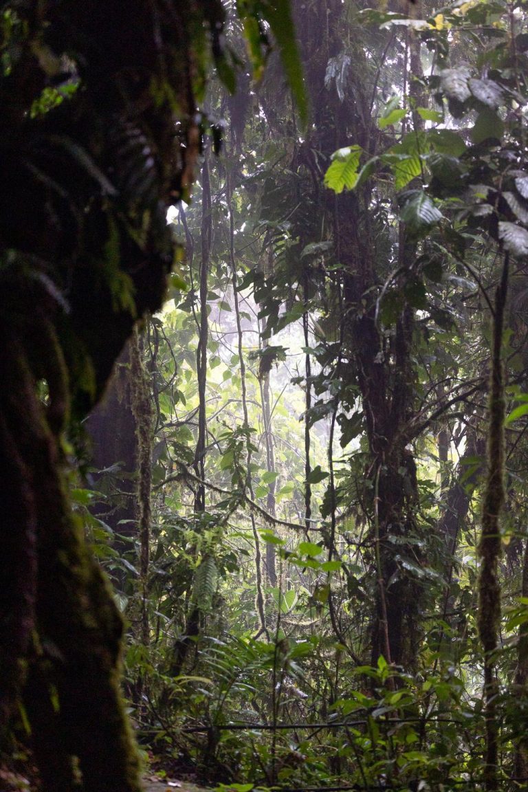 Bosque de Monteverde
