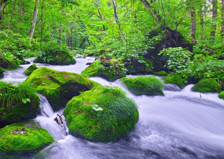 Bosque de Oirase