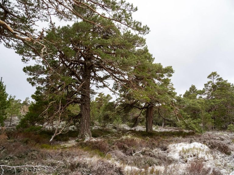 Bosque de Rothiemurchus