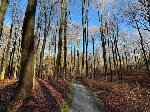 Bosque de Soignes