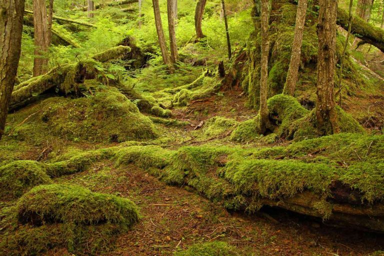 Bosque de Tongass