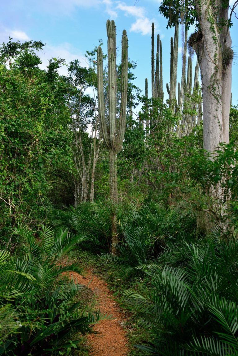 Selva de Monte Cristi