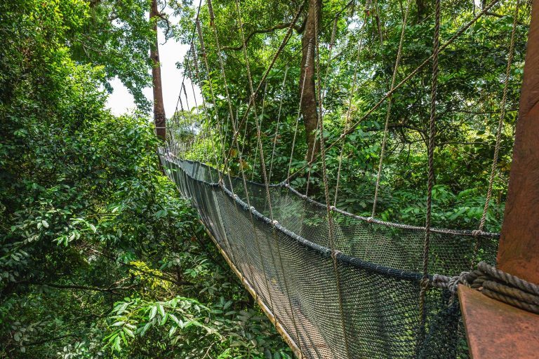 Selva de Taman Negara