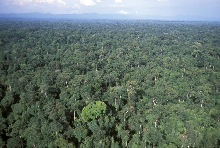 Selva del Congo Interior