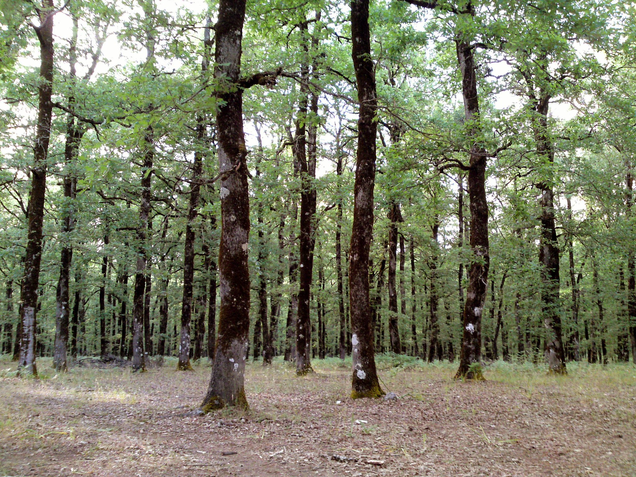 Centauros del bosque